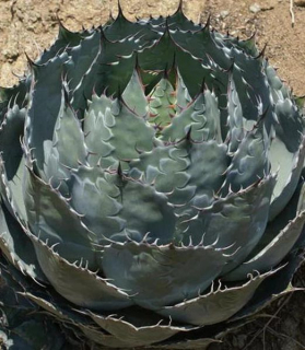 Agave parrasana 'Globe'